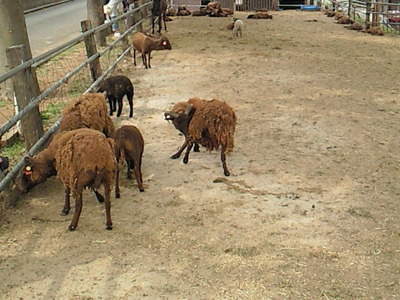 群がる動物たち